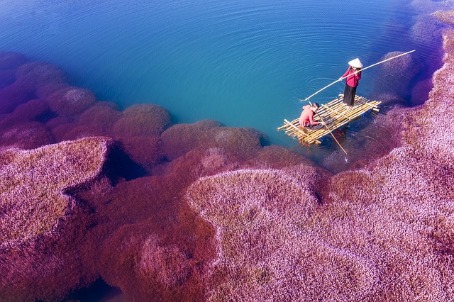 https://pixabay.com/photos/pink-algae-pink-algae-fisherman-5389441/